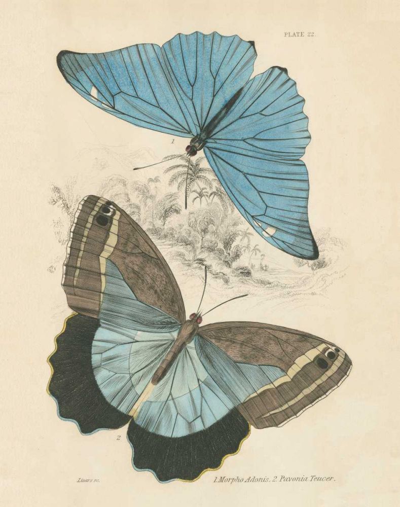 Assortment Butterflies I art print by Wild Apple Portfolio for $57.95 CAD