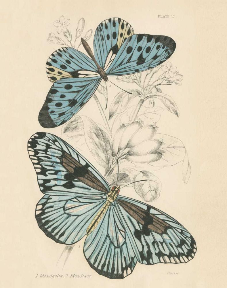 Assortment Butterflies II art print by Wild Apple Portfolio for $57.95 CAD