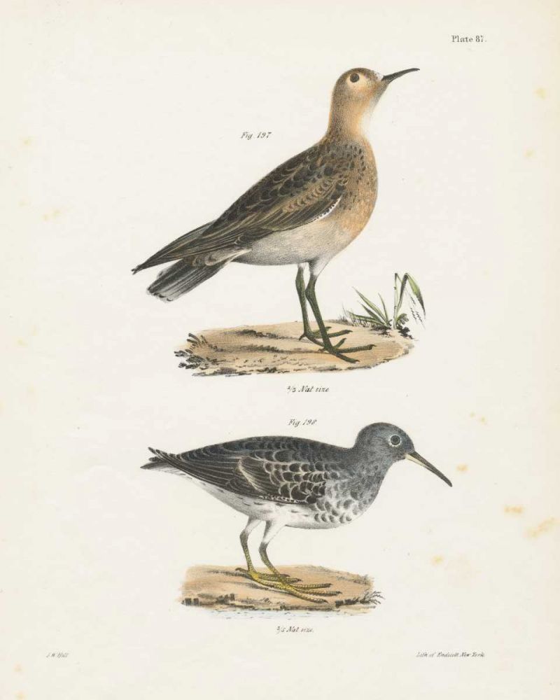 Shore Birds II art print by Wild Apple Portfolio for $57.95 CAD