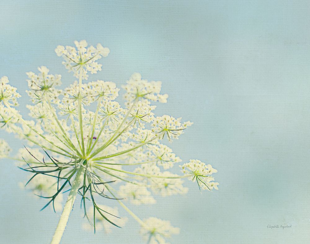 Flower on Blue I Crop art print by Elizabeth Urquhart for $57.95 CAD