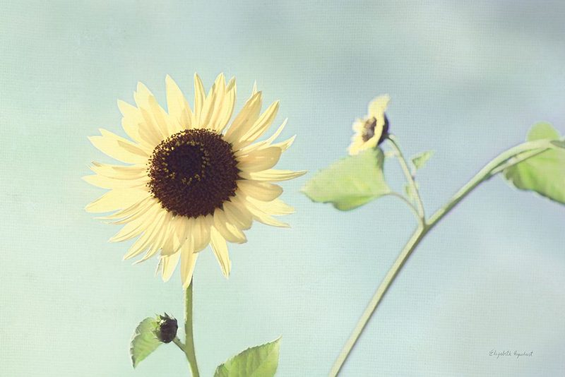 Flower on Blue II art print by Elizabeth Urquhart for $57.95 CAD