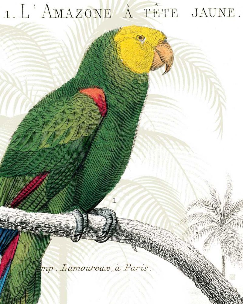 Parrot Botanique I art print by Wild Apple Portfolio for $57.95 CAD