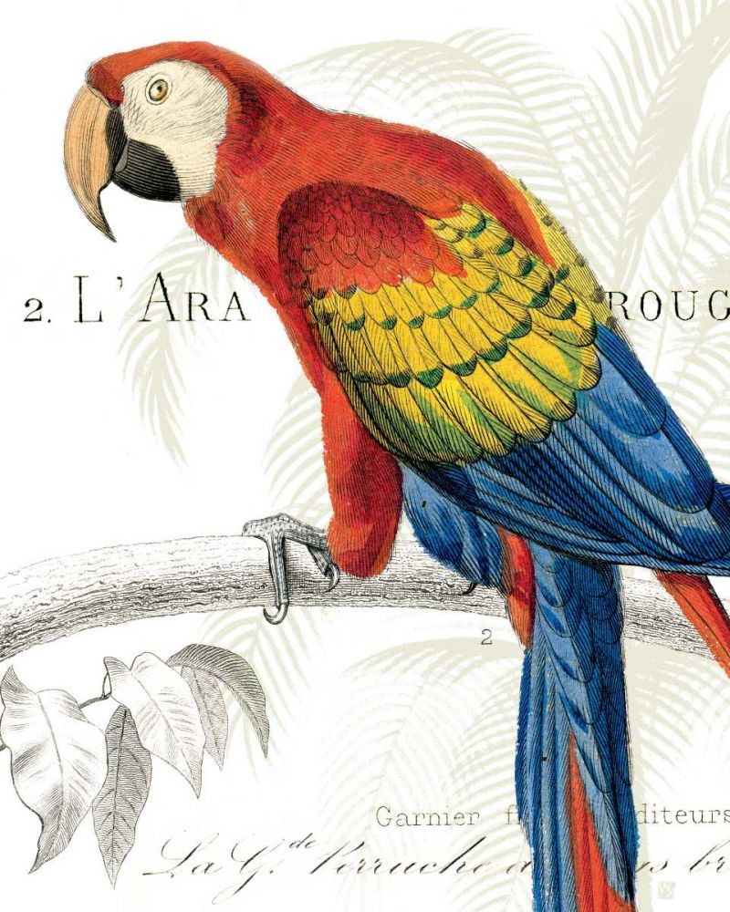 Parrot Botanique II art print by Wild Apple Portfolio for $57.95 CAD