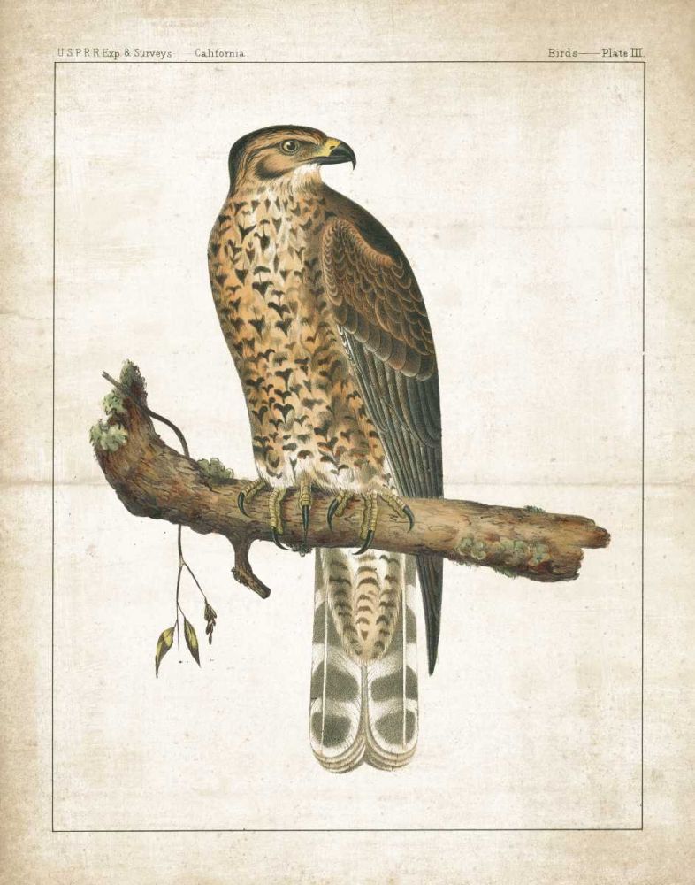 The Lookout I art print by Wild Apple Portfolio for $57.95 CAD