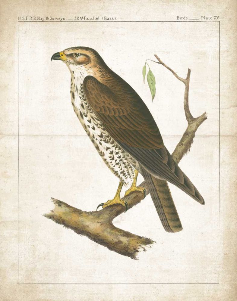 The Lookout II art print by Wild Apple Portfolio for $57.95 CAD
