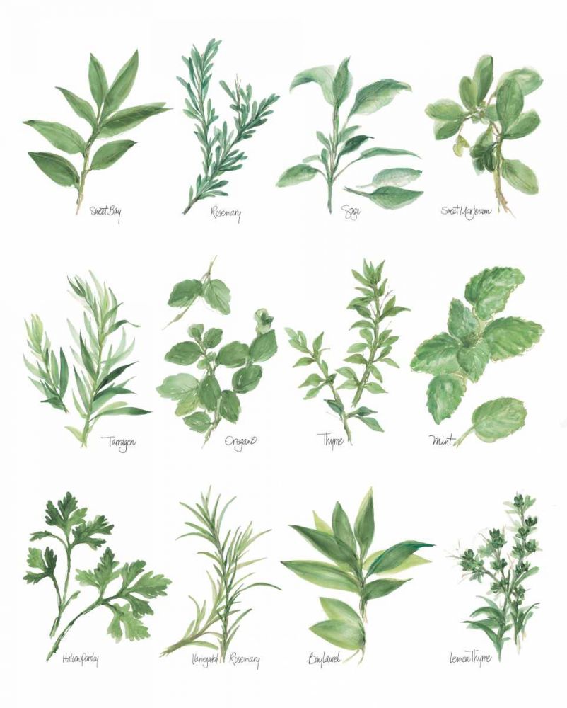 Herb Chart art print by Chris Paschke for $57.95 CAD