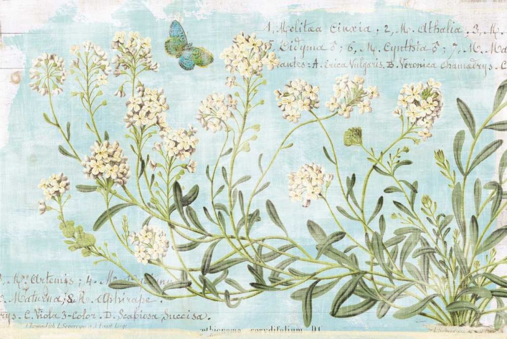 Botany Blue I art print by Sue Schlabach for $57.95 CAD