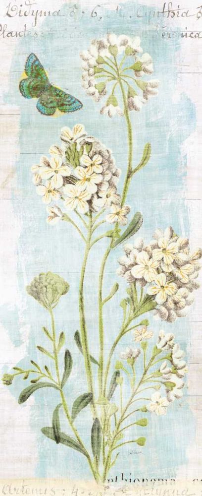 Botany Blue II art print by Sue Schlabach for $57.95 CAD