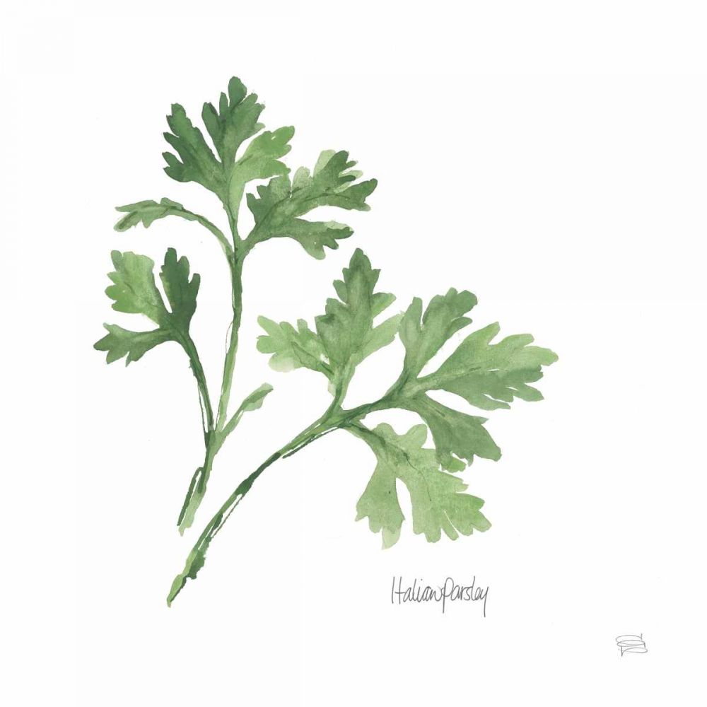 Italian Parsley v2 art print by Chris Paschke for $57.95 CAD