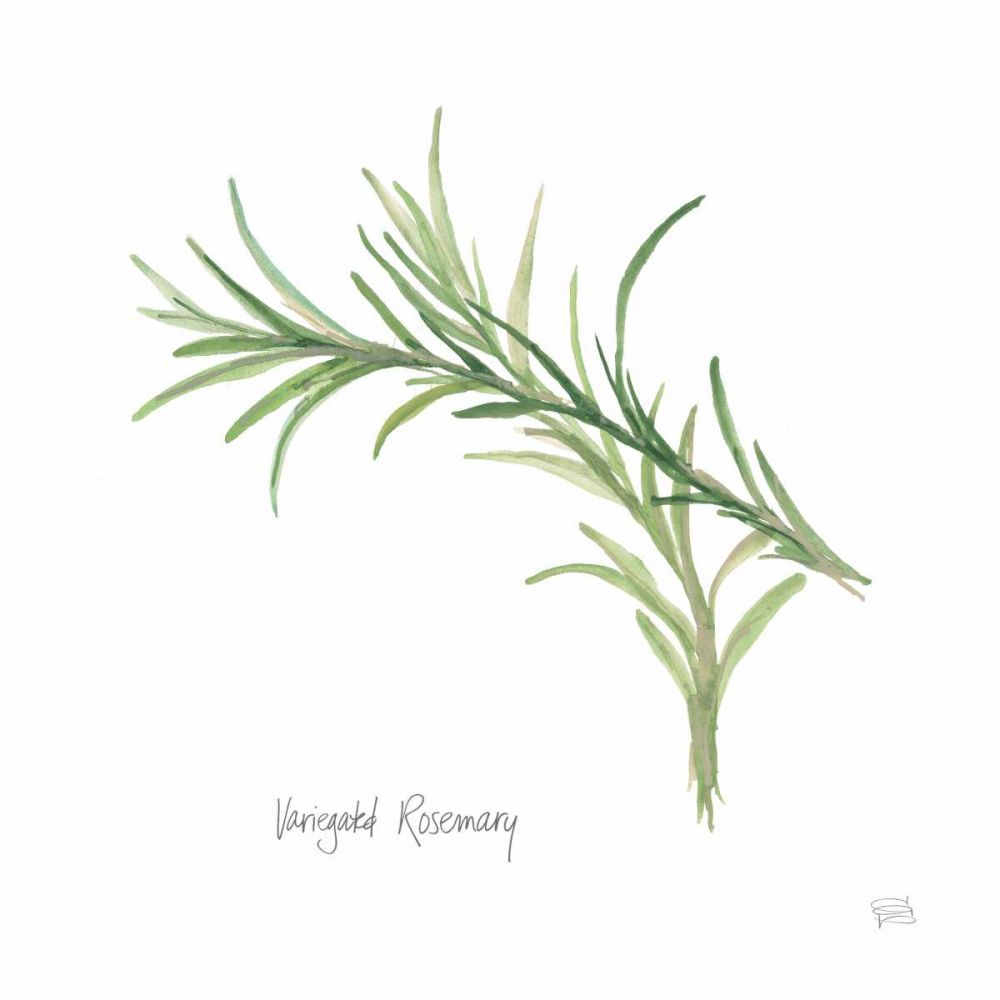 Variegated Rosemary v2 art print by Chris Paschke for $57.95 CAD