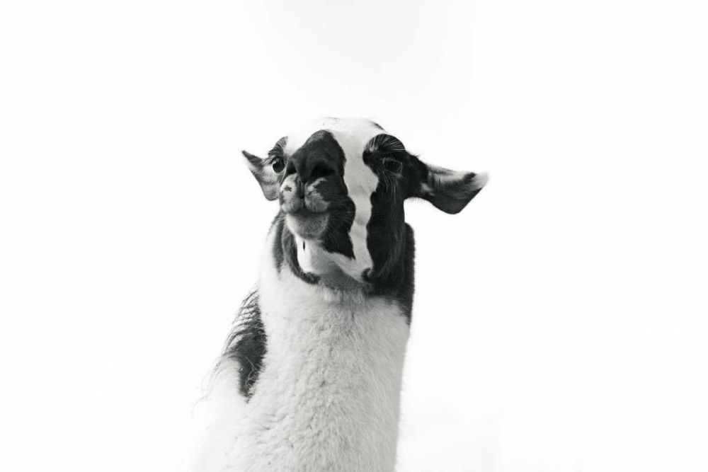Lovable Llama I art print by Laura Marshall for $57.95 CAD