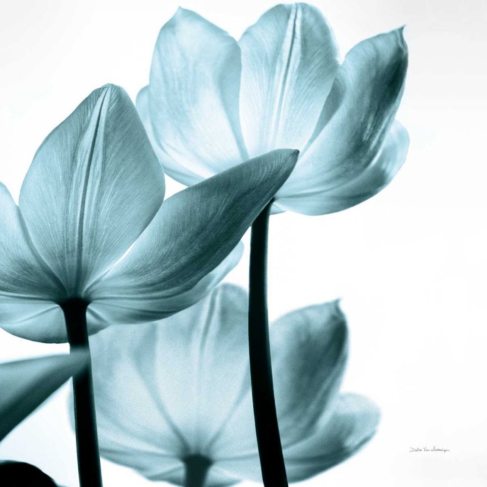 Translucent Tulips III Sq Aqua Crop art print by Debra Van Swearingen for $57.95 CAD