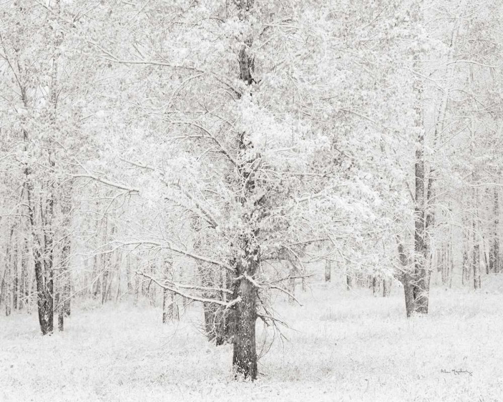 Snow Covered Cottonwood Trees art print by Lisa Audit for $57.95 CAD