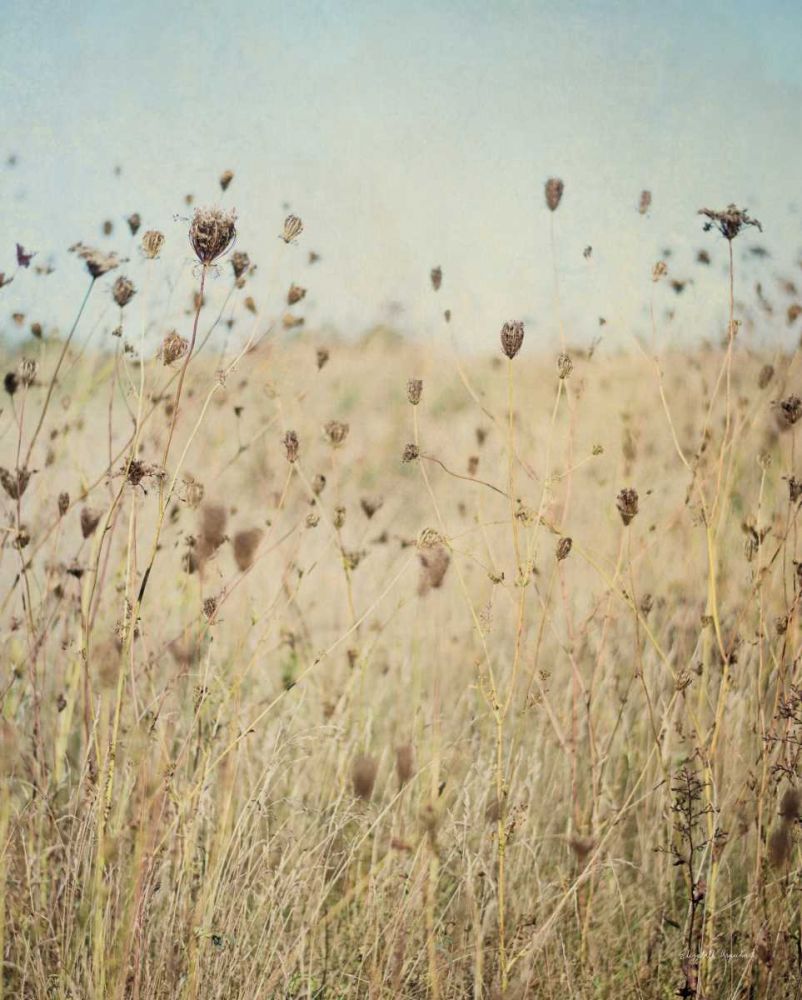 Falling Queen Annes Lace II Crop art print by Elizabeth Urquhart for $57.95 CAD