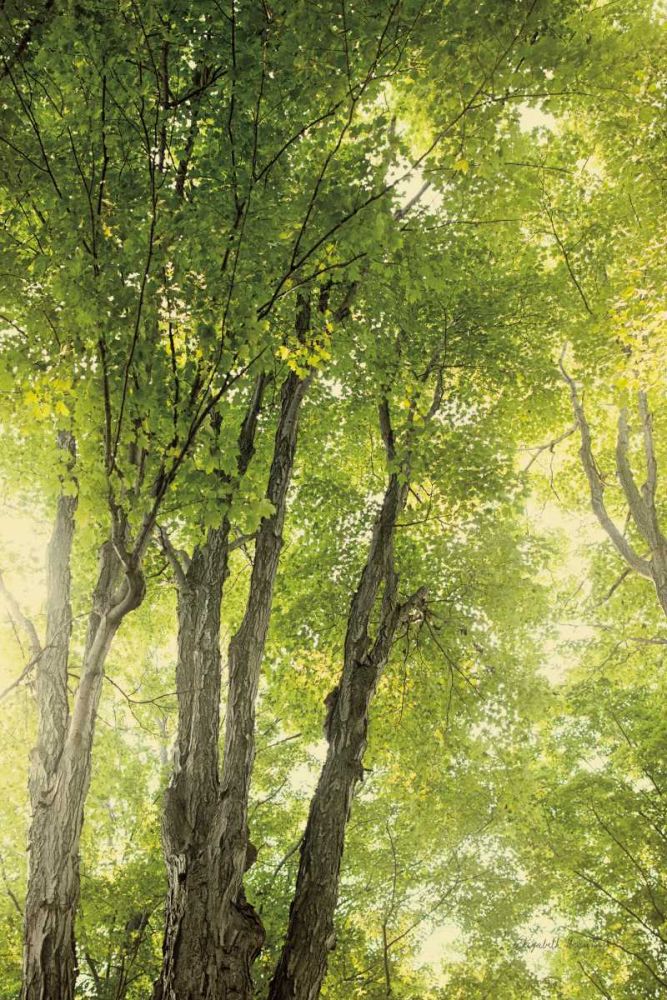 Towering Maples I art print by Elizabeth Urquhart for $57.95 CAD