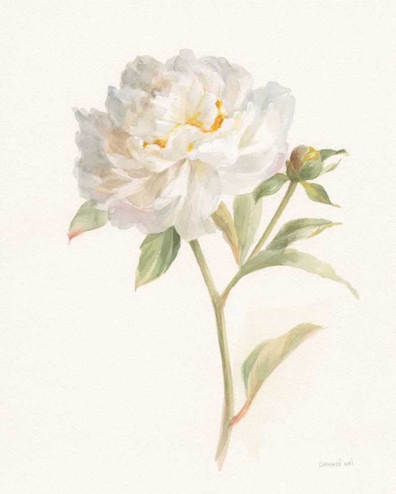 Garden Peony art print by Danhui Nai for $57.95 CAD