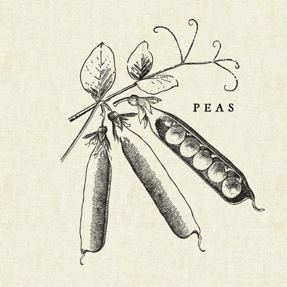 Linen Vegetable BW Sketch Peas art print by Studio Mousseau for $57.95 CAD