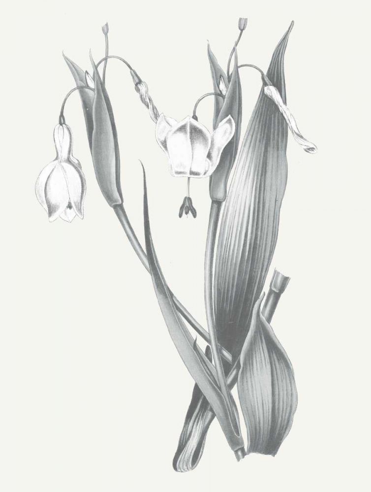 Neutral Botanical II art print by Wild Apple Portfolio for $57.95 CAD