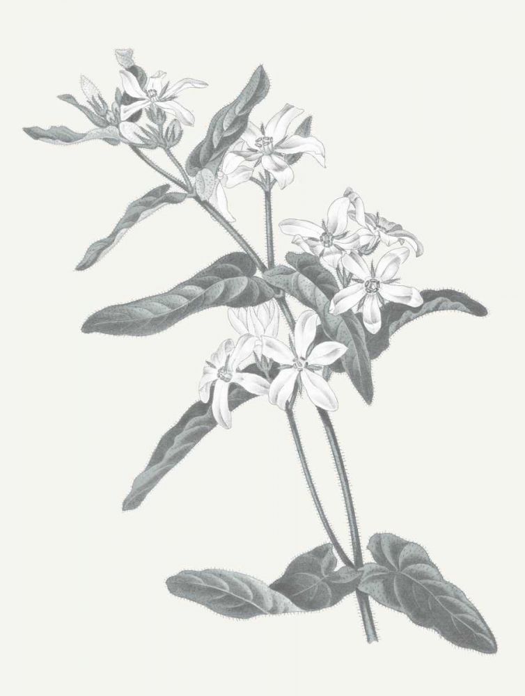 Neutral Botanical IV art print by Wild Apple Portfolio for $57.95 CAD