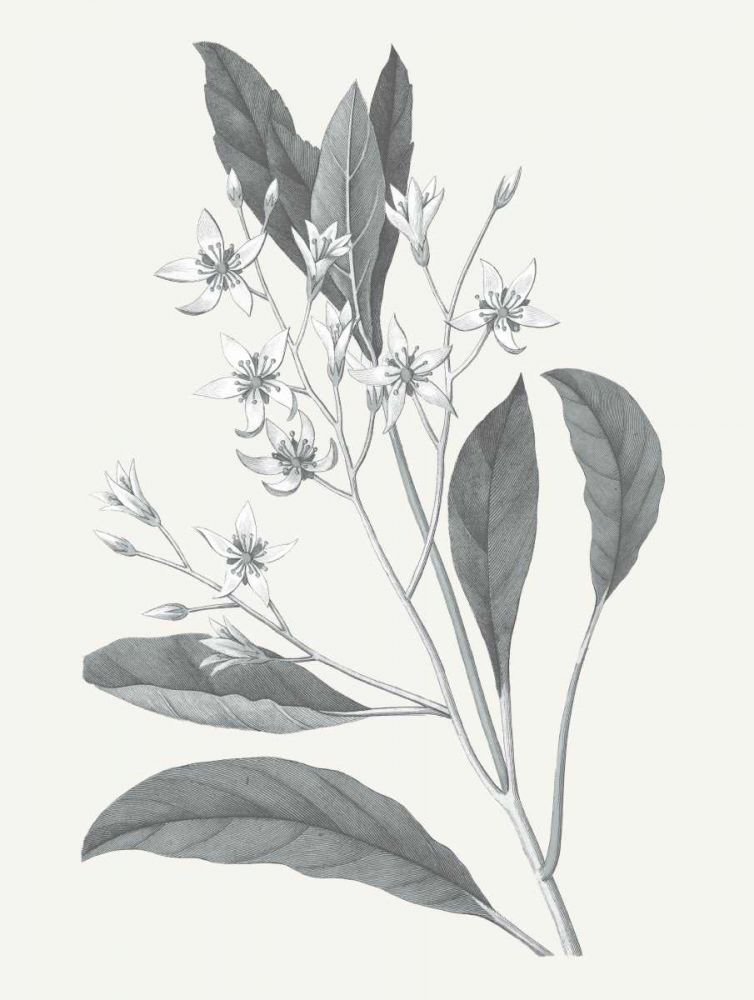 Neutral Botanical V art print by Wild Apple Portfolio for $57.95 CAD