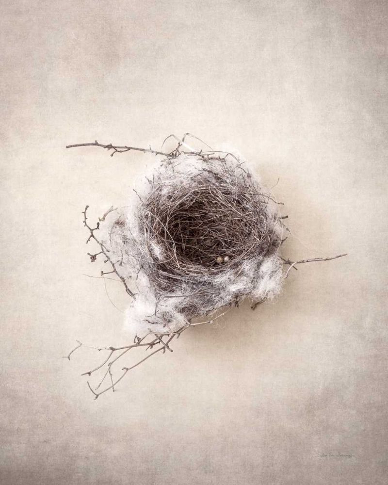 Nest III art print by Debra Van Swearingen for $57.95 CAD