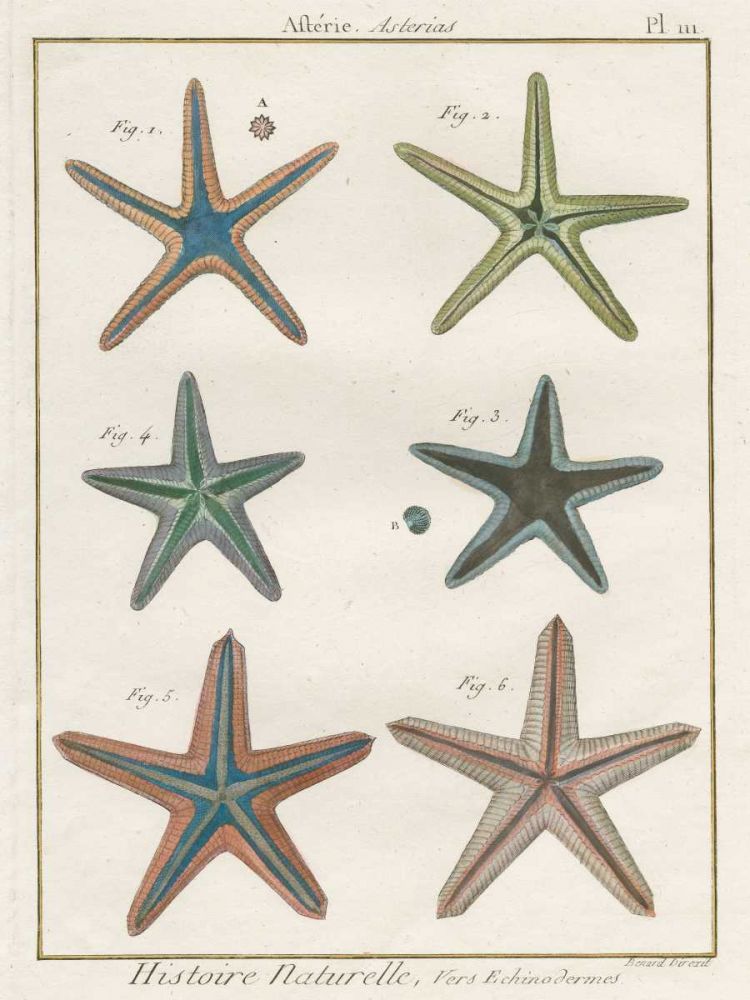 Histoire Naturelle Starfish I art print by Wild Apple Portfolio for $57.95 CAD