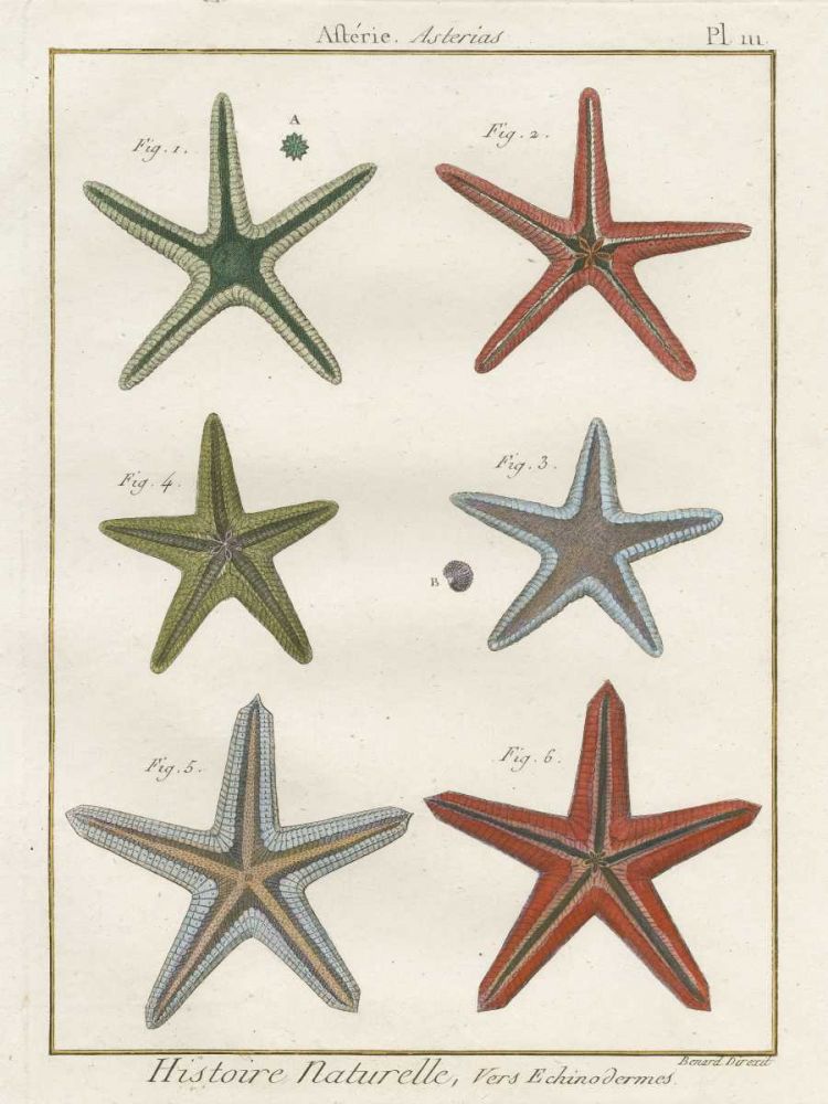 Histoire Naturelle Starfish II art print by Wild Apple Portfolio for $57.95 CAD