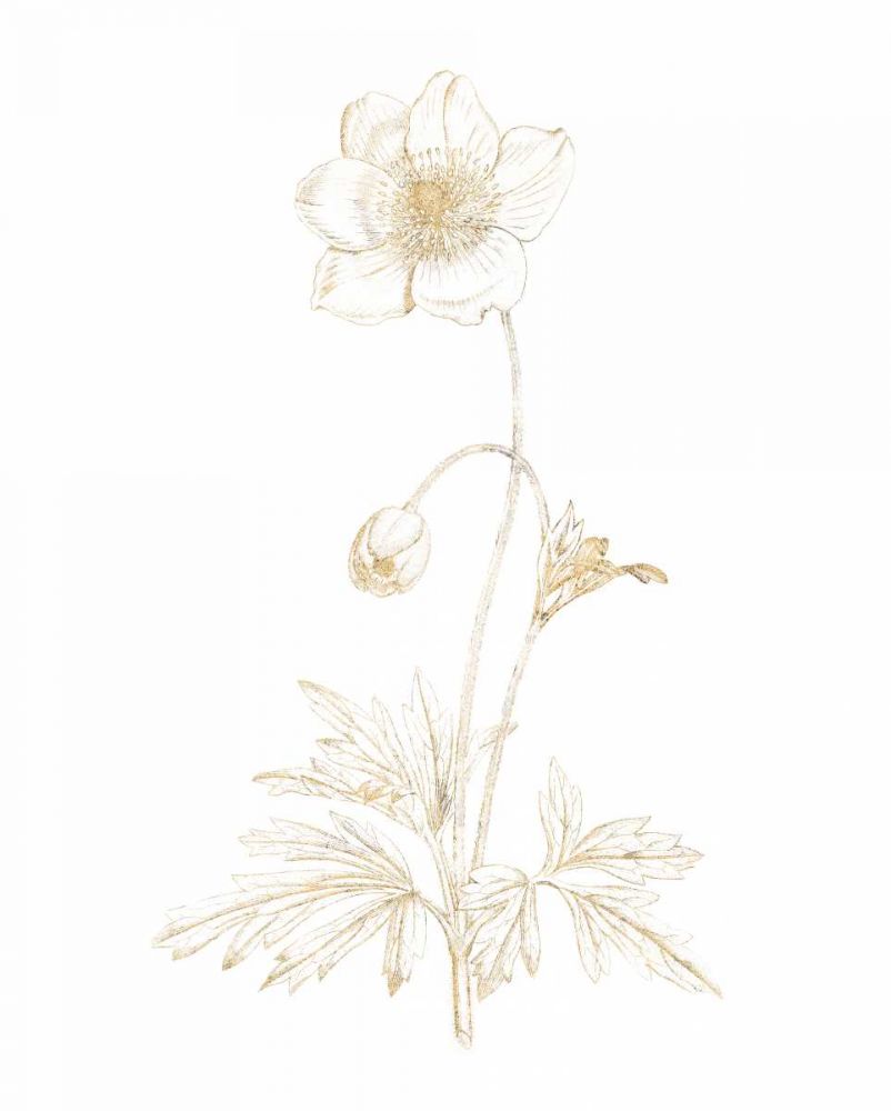 Gilded Botanical II art print by Wild Apple Portfolio for $57.95 CAD