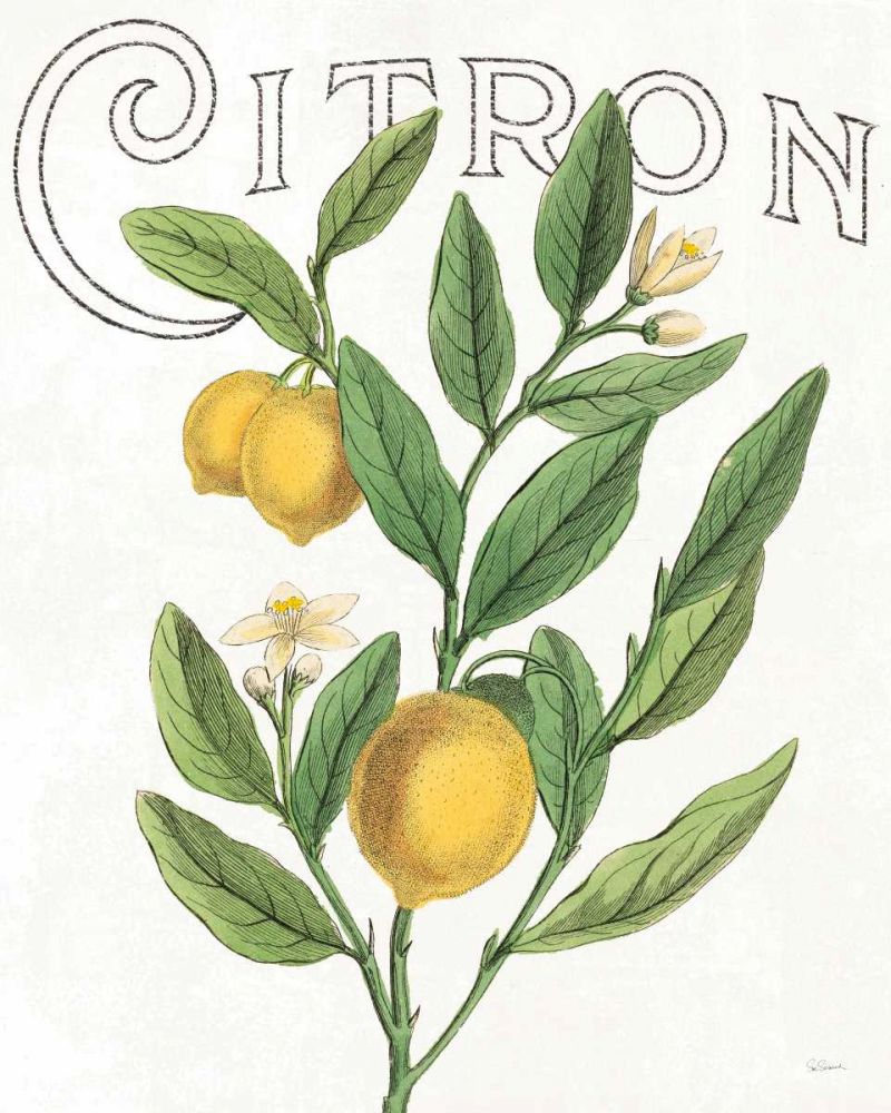 Classic Citrus V art print by Sue Schlabach for $57.95 CAD