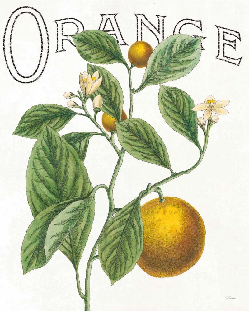 Classic Citrus VI art print by Sue Schlabach for $57.95 CAD