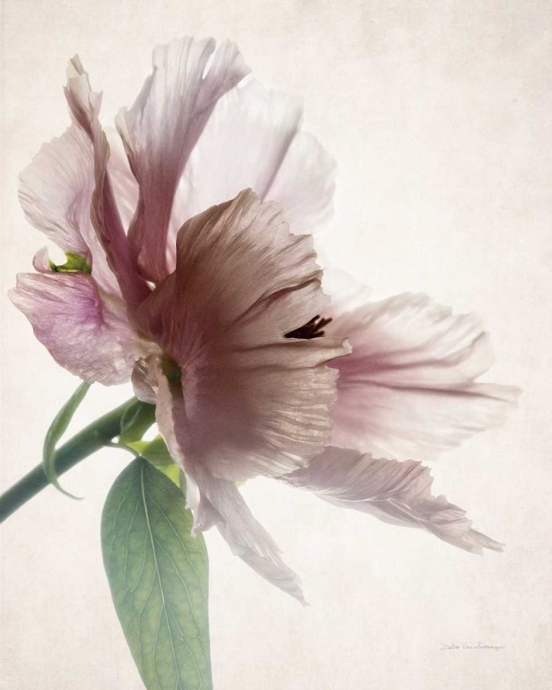 Translucent Peony II art print by Debra Van Swearingen for $57.95 CAD