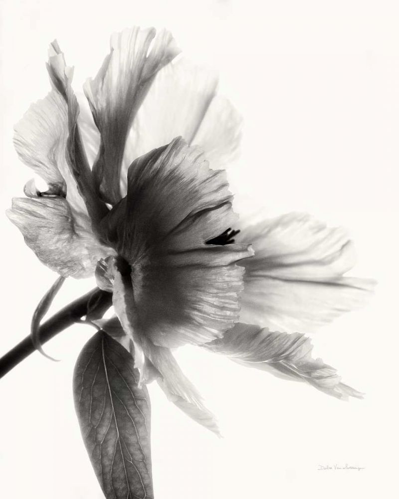 Translucent Peony IIBW art print by Debra Van Swearingen for $57.95 CAD
