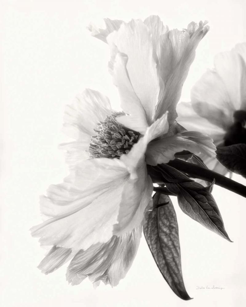 Translucent Peony IVBW art print by Debra Van Swearingen for $57.95 CAD