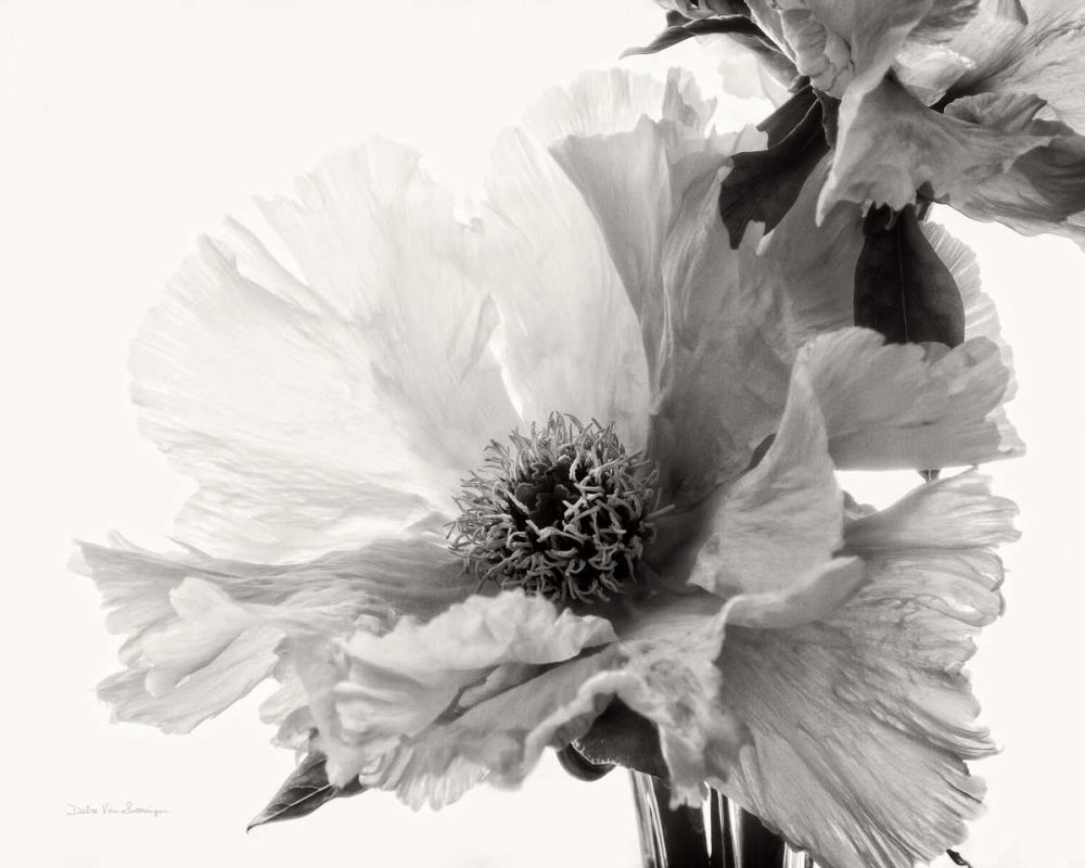 Translucent Peony VBW art print by Debra Van Swearingen for $57.95 CAD