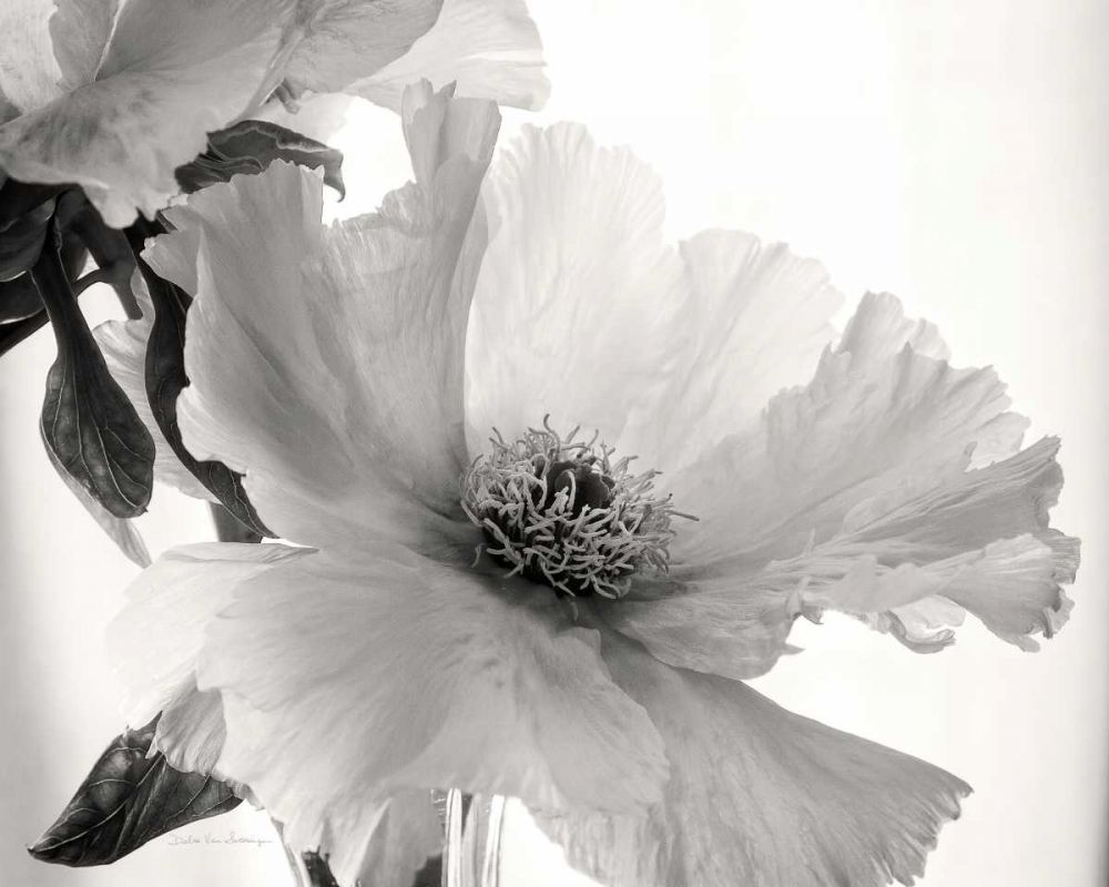 Translucent Peony VIBW art print by Debra Van Swearingen for $57.95 CAD