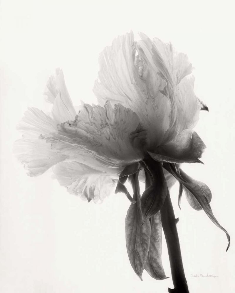 Translucent Peony VIIIBW art print by Debra Van Swearingen for $57.95 CAD