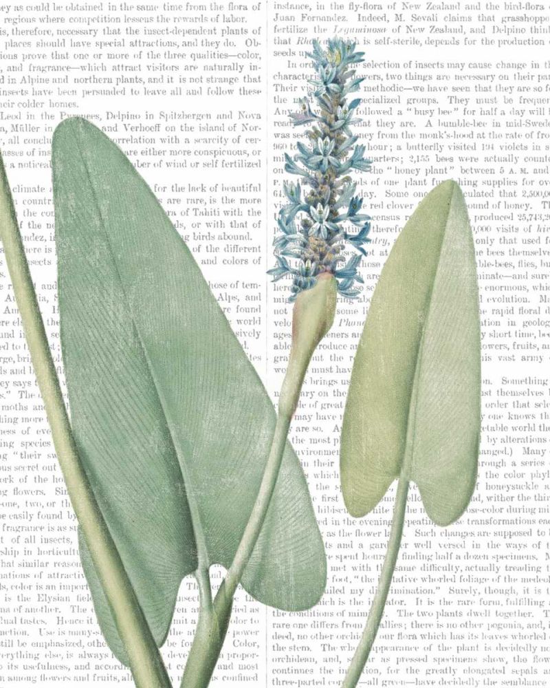 Summer Botanicals IV art print by Wild Apple Portfolio for $57.95 CAD