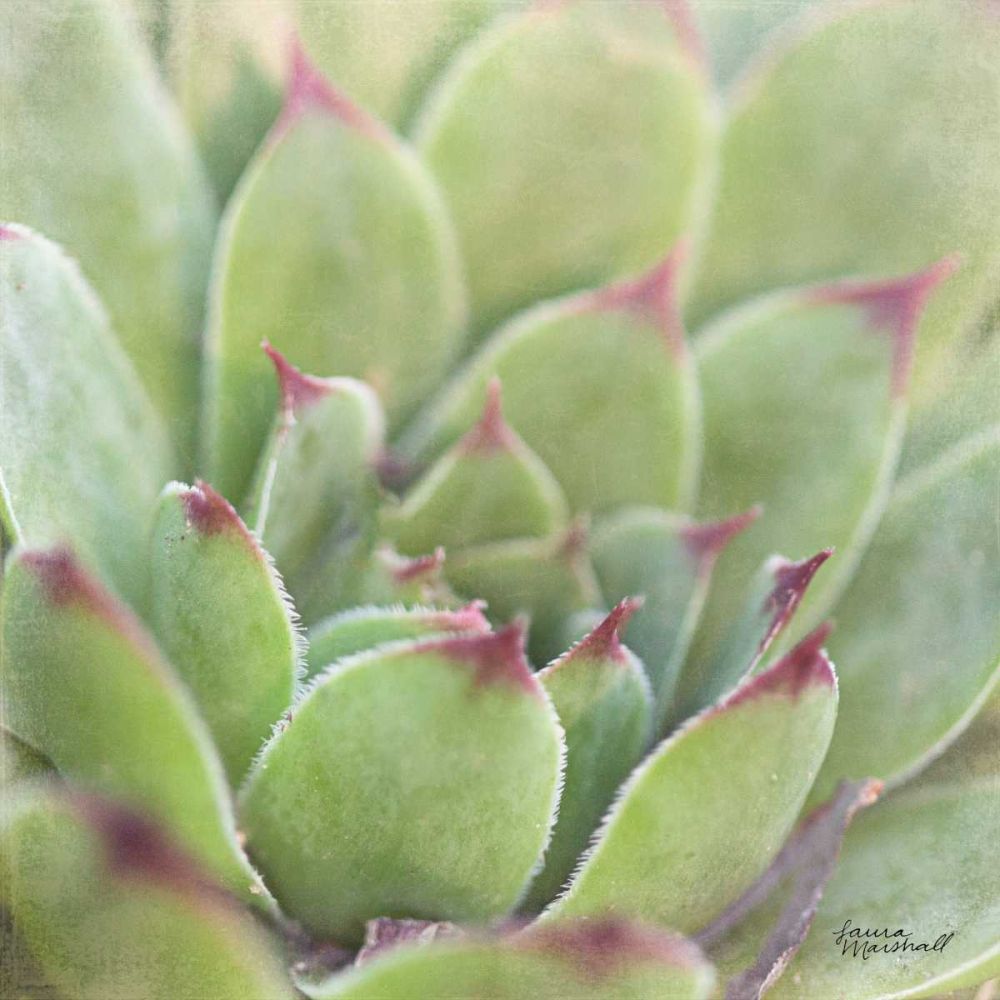 Garden Succulents I Color art print by Laura Marshall for $57.95 CAD