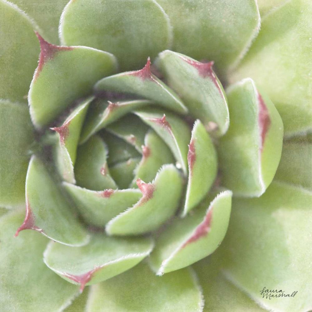 Garden Succulents II Color art print by Laura Marshall for $57.95 CAD