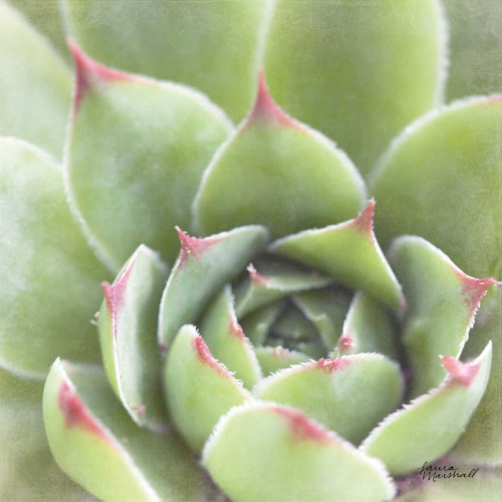 Garden Succulents III Color art print by Laura Marshall for $57.95 CAD