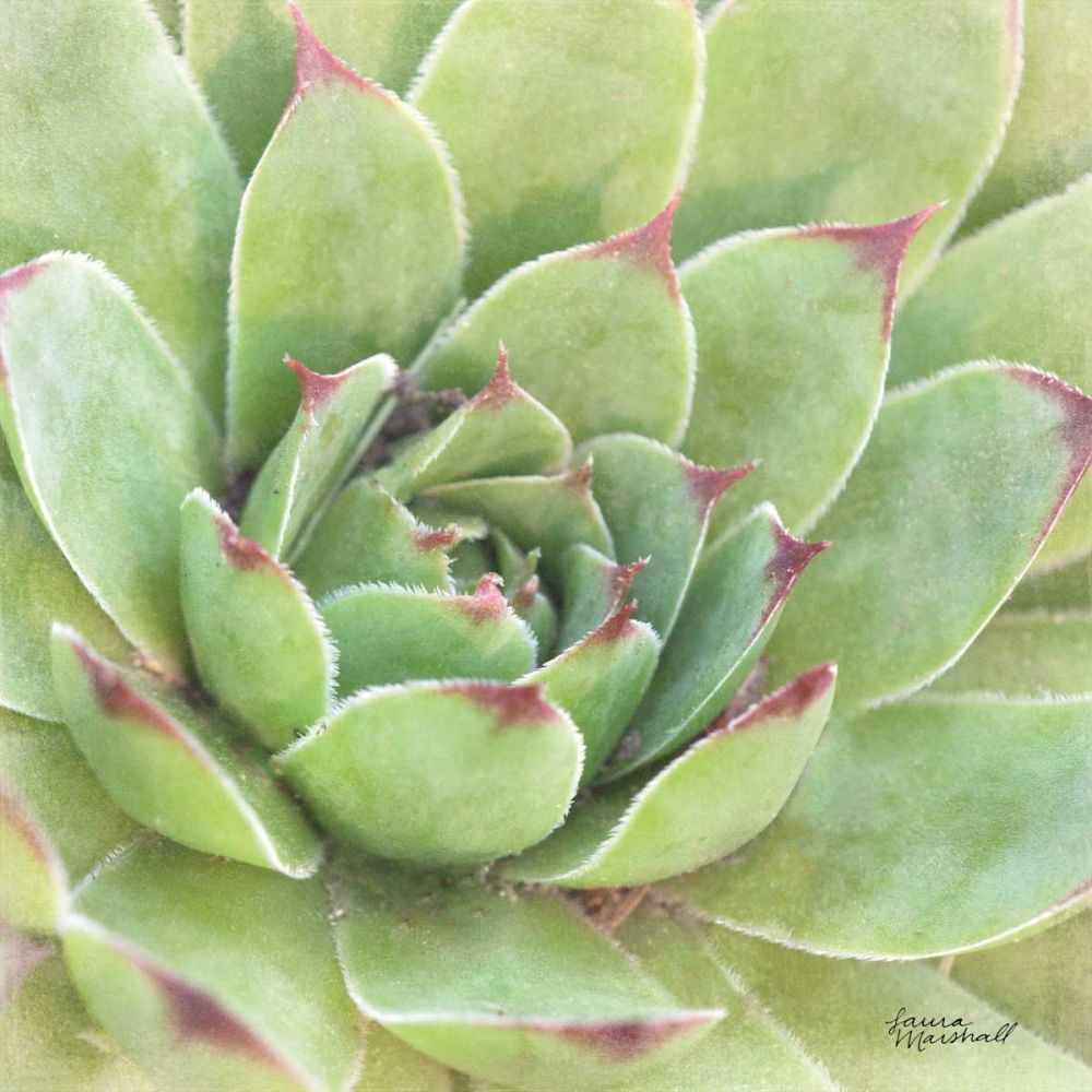 Garden Succulents IV Color art print by Laura Marshall for $57.95 CAD