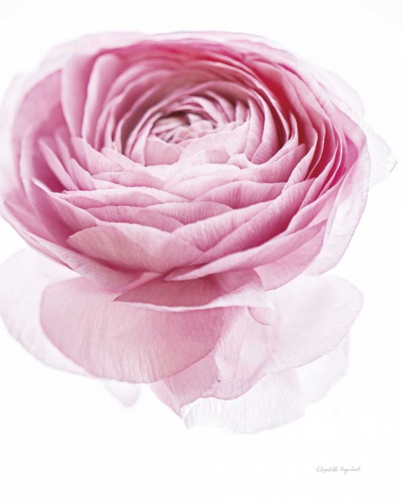 Pink Lady I art print by Elizabeth Urquhart for $57.95 CAD