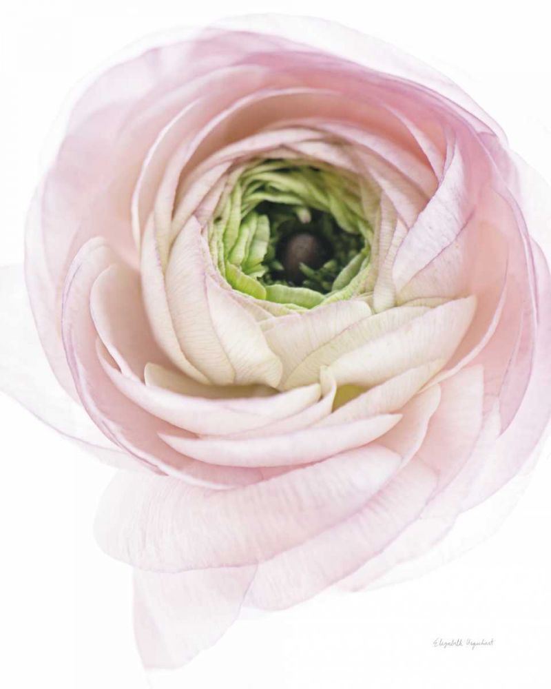 Pink Lady II art print by Elizabeth Urquhart for $57.95 CAD