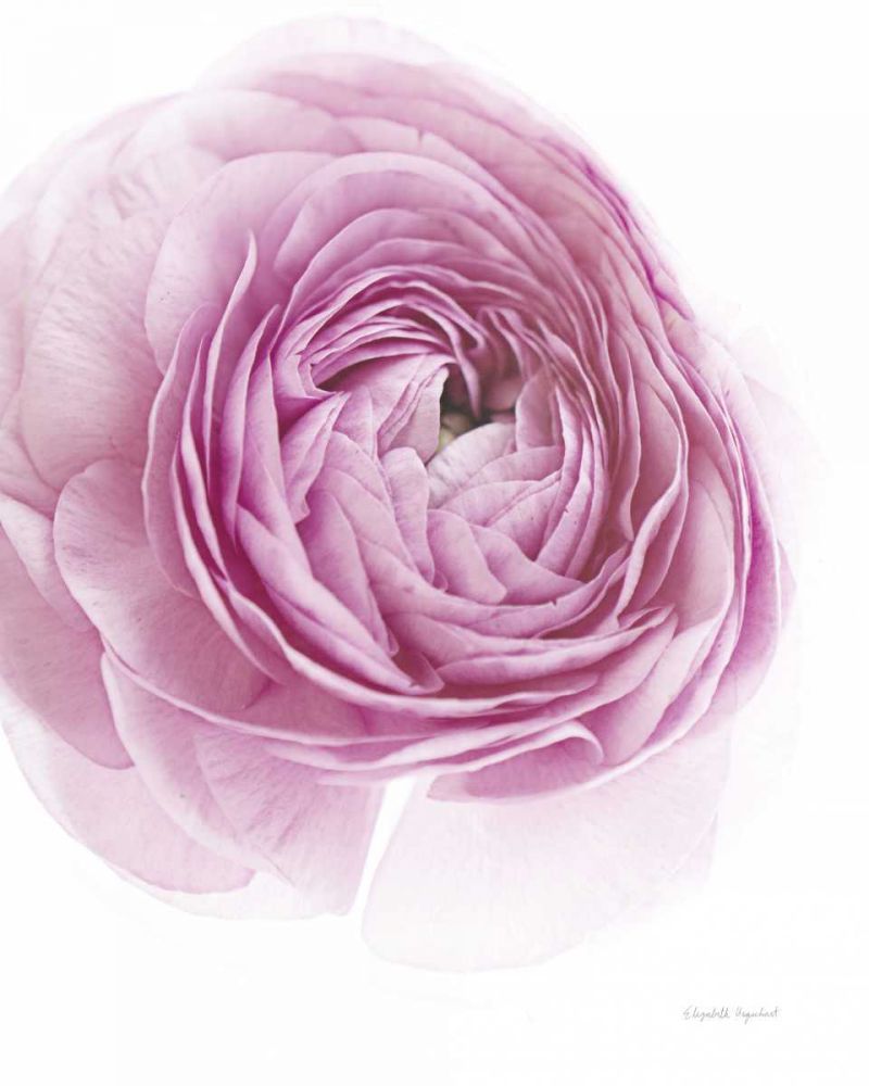 Pink Lady III art print by Elizabeth Urquhart for $57.95 CAD