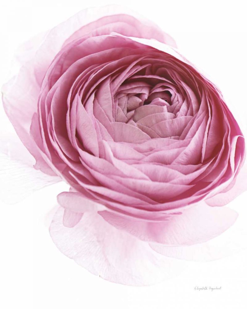 Pink Lady IV art print by Elizabeth Urquhart for $57.95 CAD