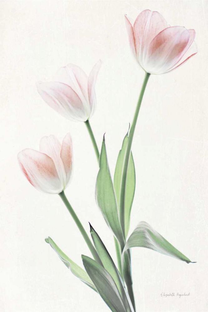 Light and Bright Floral I art print by Elizabeth Urquhart for $57.95 CAD