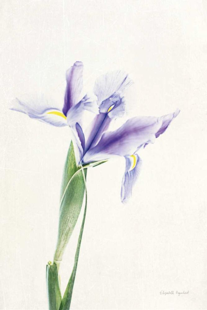 Light and Bright Floral IV art print by Elizabeth Urquhart for $57.95 CAD
