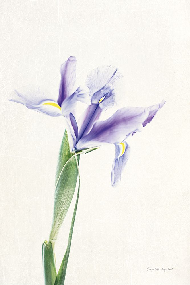 Light and Bright Floral IV art print by Elizabeth Urquhart for $57.95 CAD