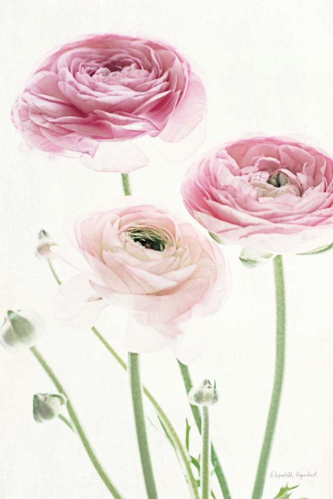 Light and Bright Floral VI art print by Elizabeth Urquhart for $57.95 CAD