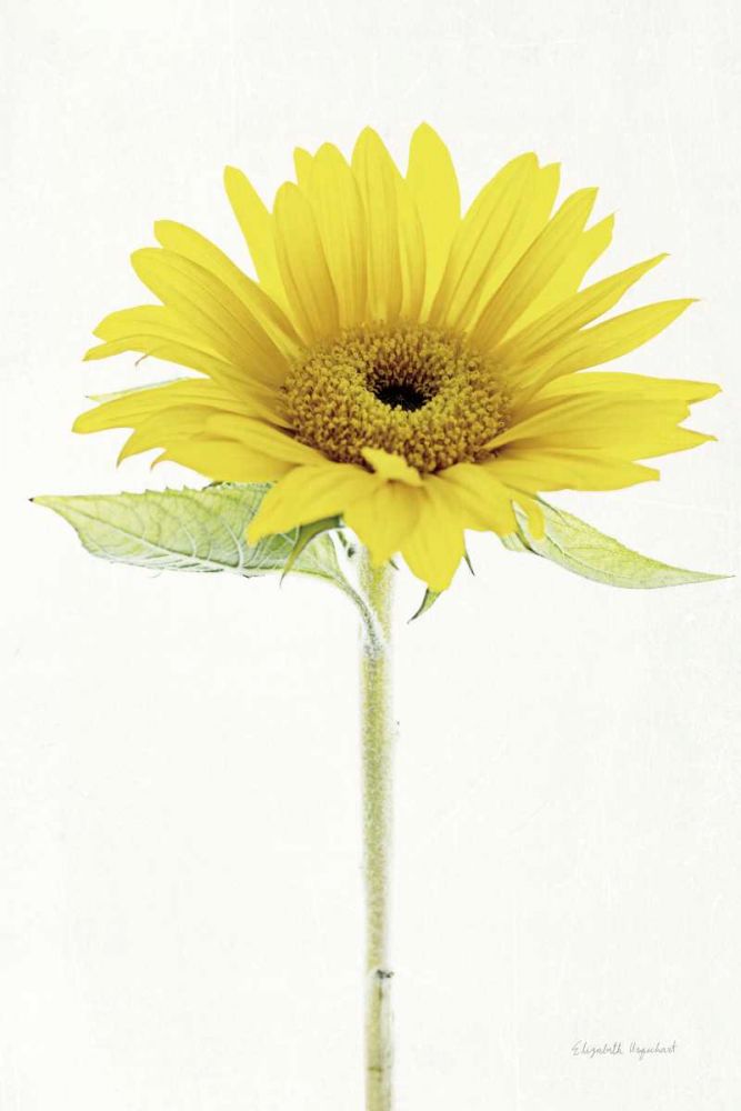 Light and Bright Floral VIII art print by Elizabeth Urquhart for $57.95 CAD